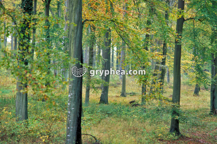 Futaie en automne - gryphea.com